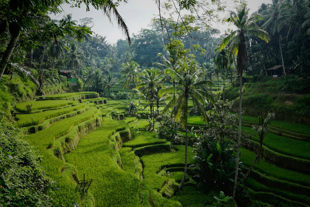 Rice terraces and palms in Tegallalang, Bali