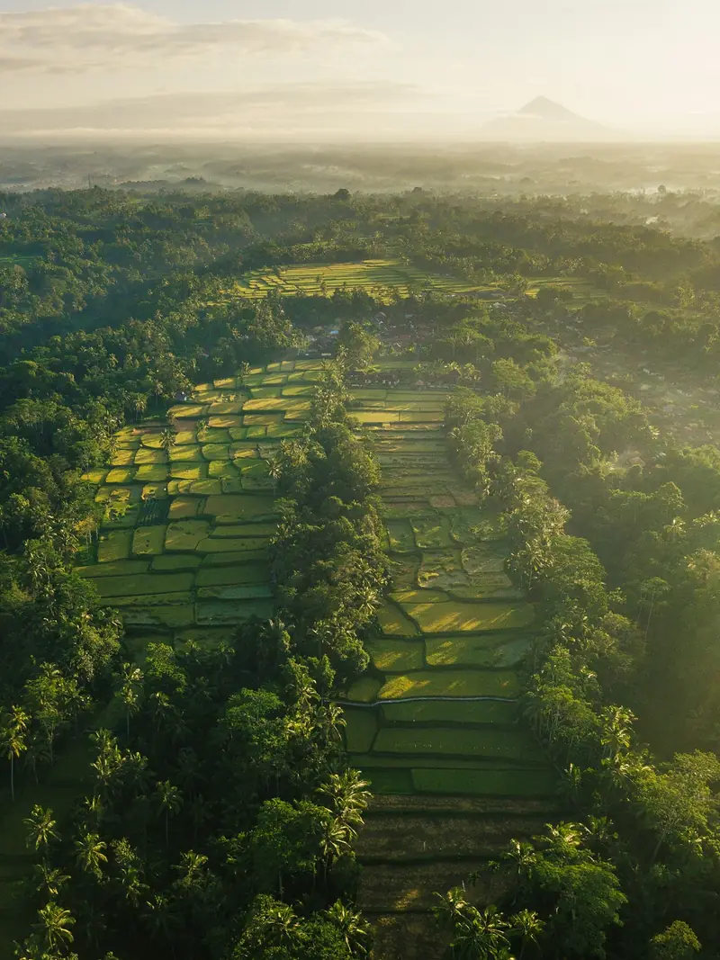 Rice terraces in the Tegallalang area near Ubud, Bali