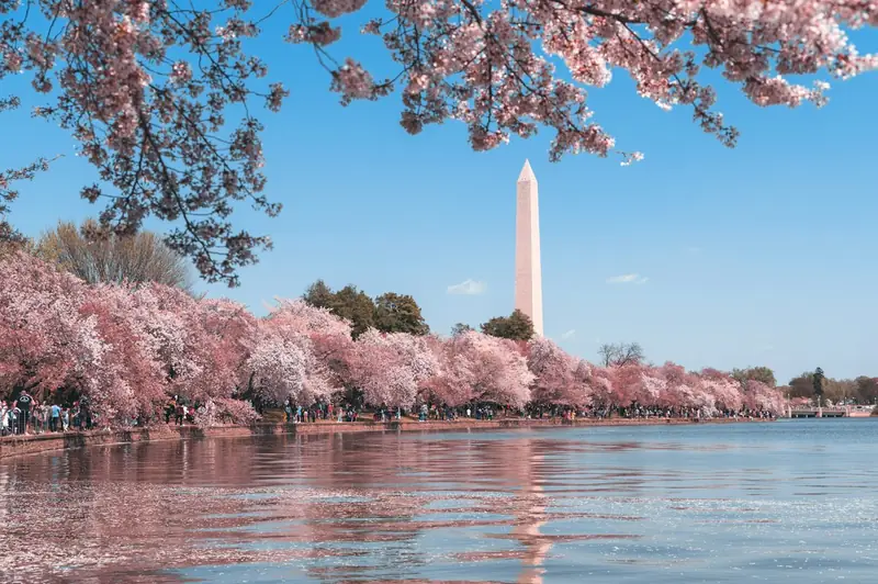 Washington Monument and cherry blossoms in Washington, DC
